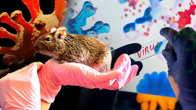 Geger Sejagat Maya! Akun Misterius Ini Sudah ‘Ramal’ Hantavirus Sejak 2022, Kebetulan atau Konspirasi Nyata?