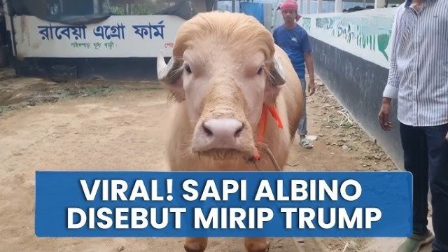 HEBOH! Penampakan Sapi Berwajah ‘Donald Trump’ di Bangladesh Bikin Gempar