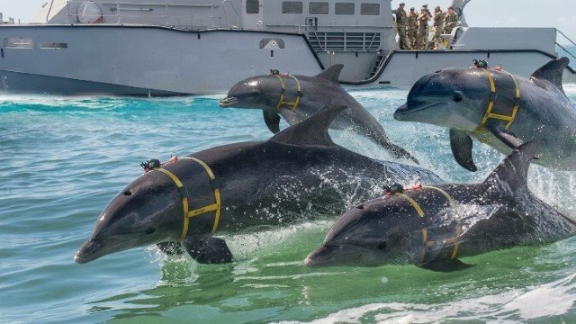 Horor di Selat Hormuz! Senjata Rahasia AS Terbongkar: Pasukan Lumba-Lumba Pembunuh Siap Cabik-Cabik Pertahanan Lawan